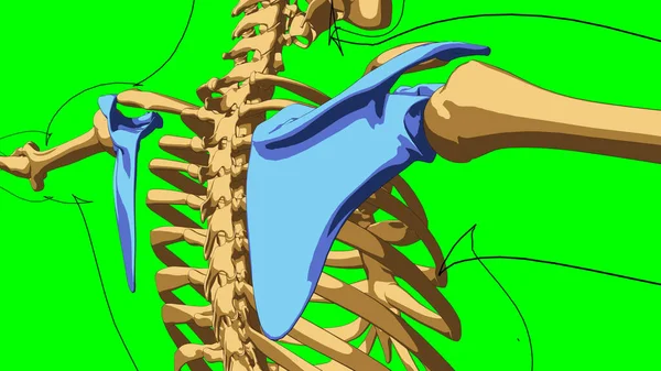 Human Skeleton Anatomy Scapula Bones Medical Concept Illustration Green Matte — Stock Photo, Image