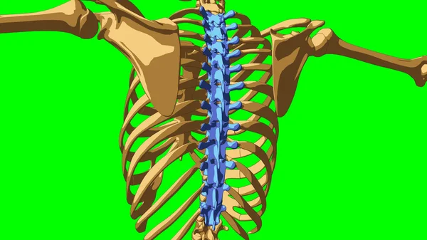 Anatomia Esqueleto Humano Ossos Curva Torácica Para Conceito Médico Ilustração — Fotografia de Stock