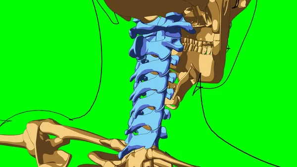 Ανθρώπινος Σκελετός Αυχενική Καμπύλη Σπονδύλων Ανατομία Για Ιατρική Έννοια Απεικόνιση — Φωτογραφία Αρχείου