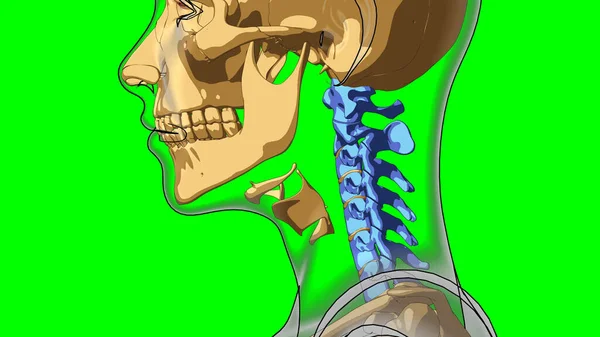 Emberi Csontváz Nyaki Görbe Csigolyák Anatómia Orvosi Koncepció Illusztráció Zöld — Stock Fotó