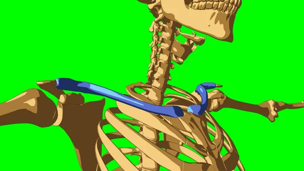 Анатомия Скелета Человека Кость Ключицы Медицинской Концепции Иллюстрация Зеленым Матовым — стоковое фото
