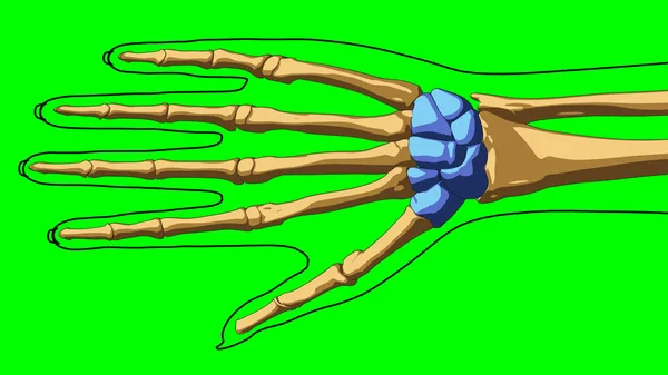 Human skeleton anatomy carpal bones for medical concept 3D illustration with green matte