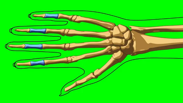 Esqueleto Humano Anatomía Falanges Intermedias Huesos Para Concepto Médico Ilustración —  Fotos de Stock