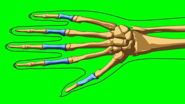Emberi Csontváz Anatómia Proximális Ujjpercek Csontok Orvosi Koncepció Illusztráció Zöld — Stock Fotó