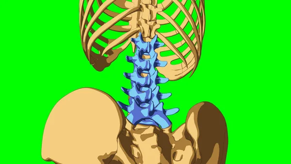 Ludzki Szkielet Anatomia Kości Lędźwiowych Koncepcja Medyczna Ilustracja Zielonym Matowe — Zdjęcie stockowe