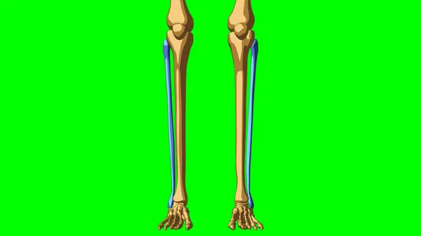 Scheletro Umano Fibula Anatomia Concetto Medico Illustrazione Con Matte Verde — Foto Stock