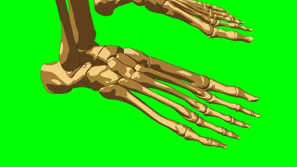 Human skeleton Leg bones anatomy for medical concept 3D illustration with green matte
