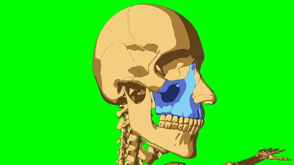 Menselijk Skelet Maxilla Bot Anatomie Voor Medisch Concept Illustratie Met — Stockfoto