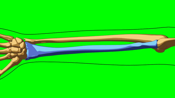 Human skeleton Radius bone anatomy for medical concept 3D illustration with green matte