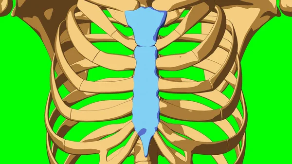 用绿色垫子作医学概念三维图解的人体骨骼Sternum骨解剖 — 图库照片