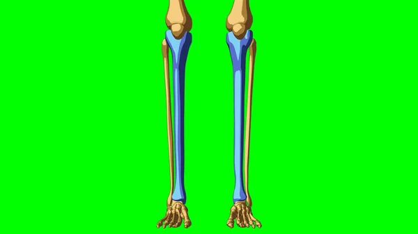 Scheletro Umano Tibia Anatomia Ossea Concetto Medico Illustrazione Con Matte — Foto Stock