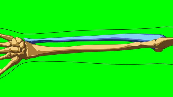 Mänskligt Skelett Ulna Ben Anatomi För Medicinskt Koncept Illustration Med — Stockfoto