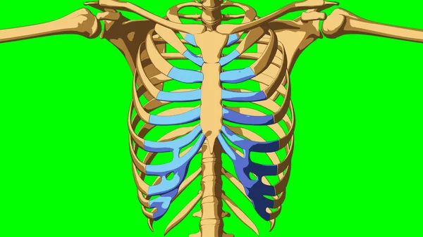 Human Skeleton Costal Cartilage Anatomy Medical Concept Illustration Green Matte — Stock Photo, Image