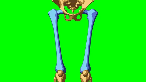 Scheletro Umano Anatomia Femore Concetto Medico Illustrazione Con Matte Verde — Foto Stock