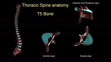 Anterior ve posterior dönüşlü 3D animasyon tıbbi konsept için göğüs omurgası T-5 kemik anatomisi