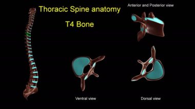 Anterior ve posterior dönüşlü 3D animasyon tıbbi konsept için torasik omurga T-4 kemik anatomisi