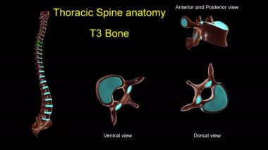Anterior ve posterior dönüşlü 3D animasyon tıbbi konsept için göğüs omurgası T-3 kemik anatomisi