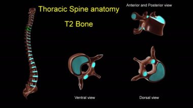 Anterior ve posterior dönüşlü 3D animasyon tıbbi konsept için torasik omurga T-2 kemik anatomisi