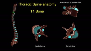 Anterior ve posterior dönüşlü 3D animasyon tıbbi konsept için göğüs omurgası T-1 kemik anatomisi