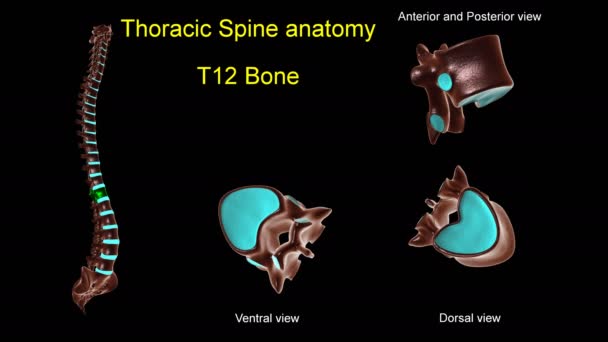 医学的概念のための胸部脊椎T 12骨解剖学前後の回転と3Dアニメーション — ストック動画