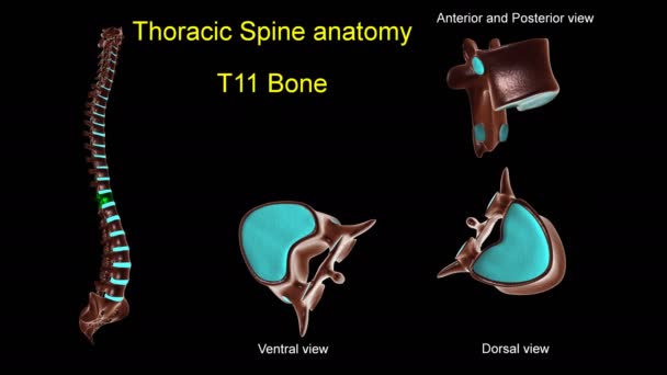 医療コンセプト用胸部脊椎T 11骨解剖学前後回転付き3Dアニメーション — ストック動画