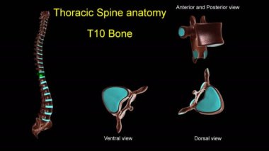Anterior ve posterior dönüşlü 3D animasyon tıbbi konsept için torasik omurga T-10 kemik anatomisi