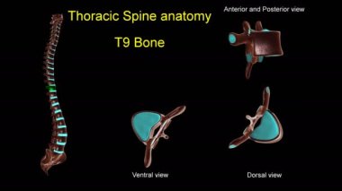 Anterior ve posterior dönüşlü 3D animasyon tıbbi konsept için torasik omurga T-9 kemik anatomisi