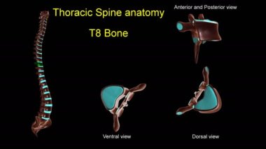 Anterior ve posterior dönüşlü 3D animasyon tıbbi konsept için göğüs omurgası T-8 kemik anatomisi