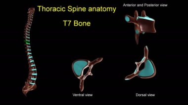Anterior ve posterior dönüşlü 3D animasyon tıbbi konsept için torasik omurga T-7 kemik anatomisi
