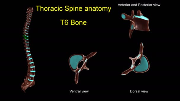 Hrudní Páteř Kostní Anatomie Pro Lékařský Koncept Animace Předním Zadním — Stock video