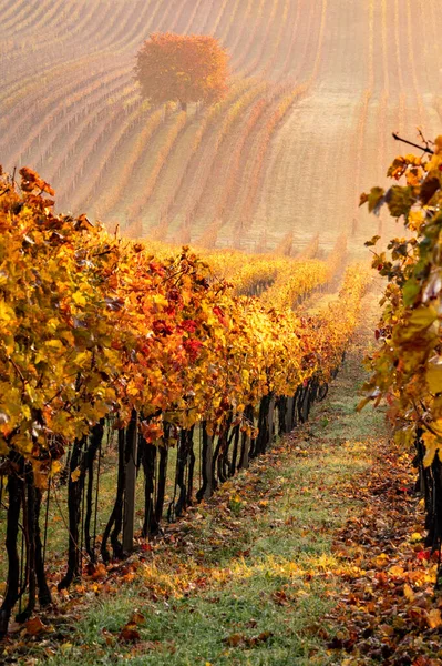 Vigneti Autunno Albero Solitario Nella Nebbia Tra Vigneti — Foto Stock