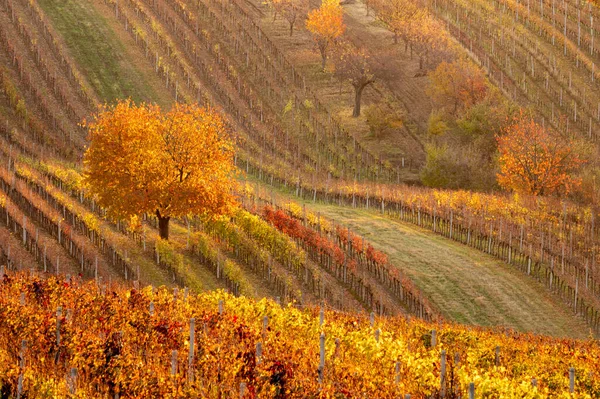 Autumn Moravian Vineyards Velke Bilovice Czech Republic — Stock Photo, Image