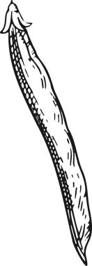 Yaprak, sembol, simge, paket tasarım unsuru, beyaz arkaplanda soyut süs desenli şarap üzümleri demeti. Vektör illüstrasyonu