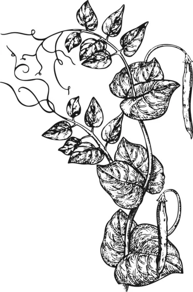 삽화는 잎사귀 아이콘 패키지 디자인 배경에 추상적 무늬가 포도송이를 일러스트 — 스톡 벡터