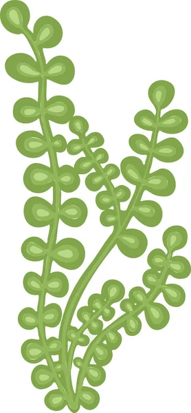 Φύκια Πράσινο Φυτό Freehand Σχέδιο Διάνυσμα Στυλ Κινουμένων Σχεδίων — Διανυσματικό Αρχείο