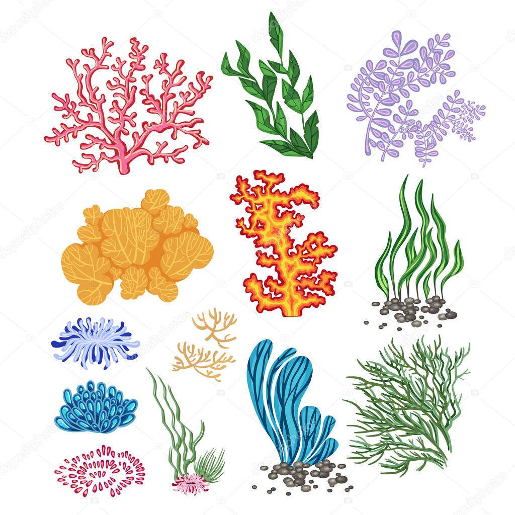 Set of marine plants, hand drawn algae