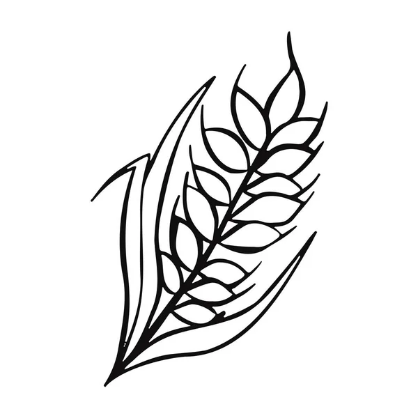 Пшеничный Стебель Векторная Иллюстрация Пшеничного Пива — стоковый вектор