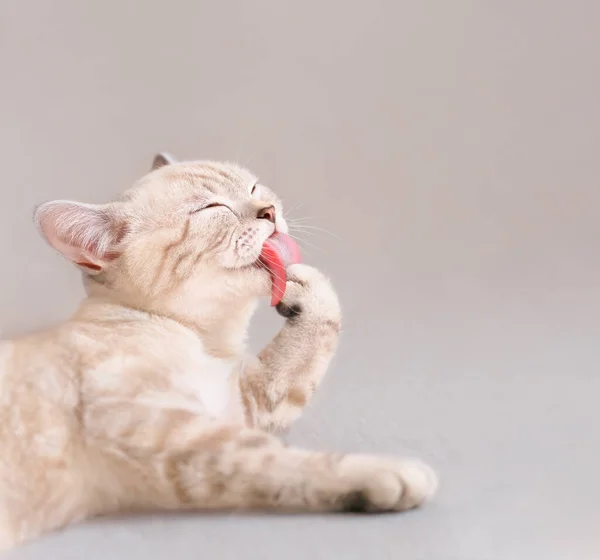 可爱的苏格兰条纹米色猫在沙发上舔爪子 — 图库照片