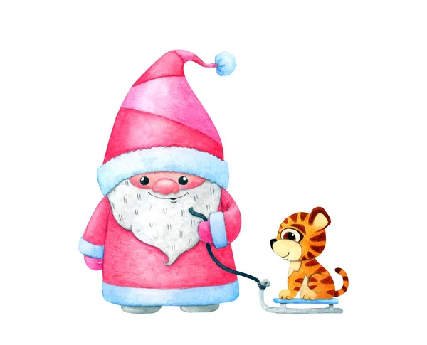 Noel Baba gibi giyinmiş İskandinav bir cüce kızağında bir kaplan taşıyor. Beyaz arkaplanda izole edilmiş Noel suluboya çizimi.