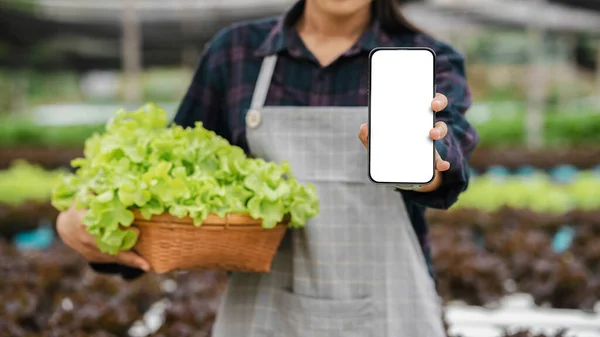 Young woman farmer holding smart phone and holding green vegetables lettuce concept farming tablet modern technology Smart farming to sell online via digital social