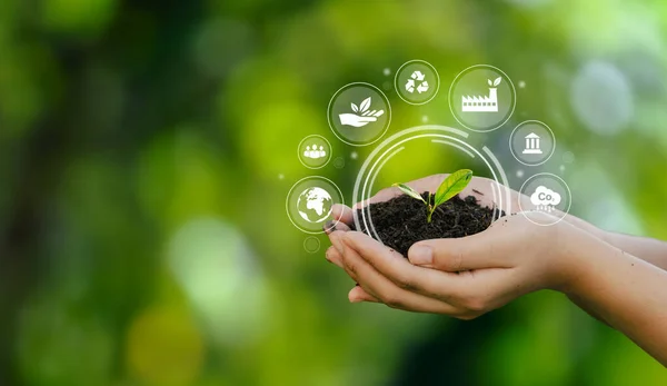 Human Hand Holding Green Environmental Tree Esg Icon Society Governance — Stockfoto