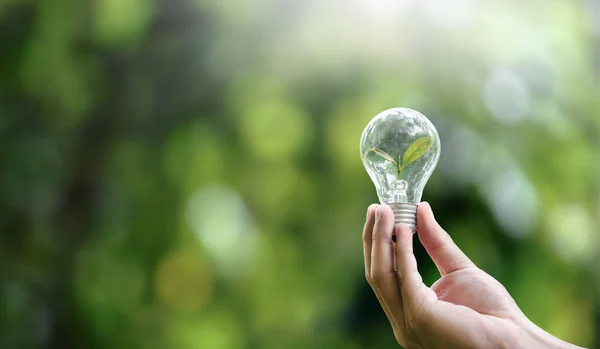 Hand Hand Halten Glühbirnen Und Pflanzen Ziehen Umwelt Nachhaltigkeit World lizenzfreie Stockfotos