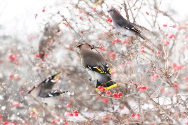 Whistler kuşları ağaçta oturup kırmızı böğürtlen yerler.