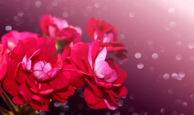 Pelargonium veya menekşe çiçekleri parlak kırmızı renktedir, sunum için güzel bir arkaplan