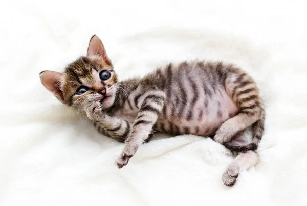 Striped Kitten Looks Tiger Lying Light Background — Stock Photo, Image