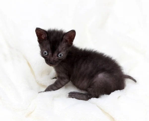 Kitten Lykoi Cat Pictures Kitten Lykoi Cat Stock Photos Images Depositphotos