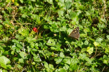Benekli Kelebek (Pararge aegeria) İsviçre, Zürih 'te çimlerin üzerinde oturuyor