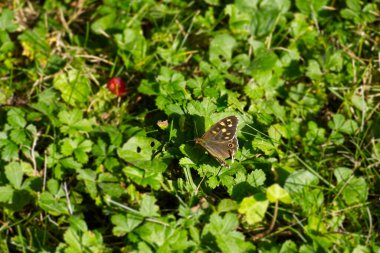 Benekli Kelebek (Pararge aegeria) İsviçre, Zürih 'te çimlerin üzerinde oturuyor