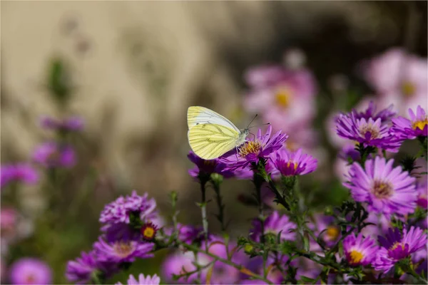 Papillon Blanc Nervures Vertes Pieris Napi Perché Sur Une Marguerite — Photo