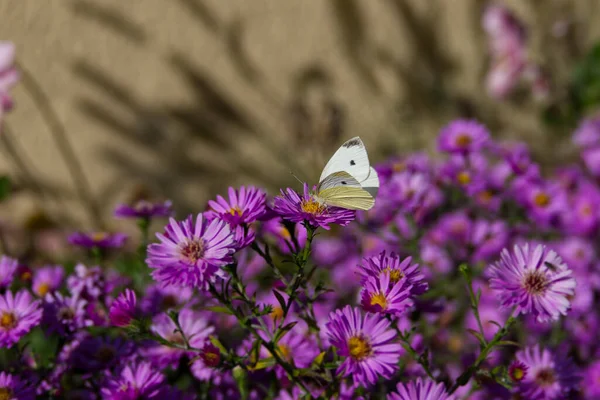 Petit Papillon Blanc Pieris Rapae Aux Ailes Ouvertes Perché Sur — Photo